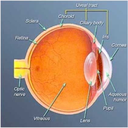 What is the normal structure of the eye