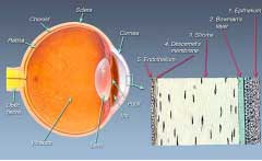 The-Normal-Cornea